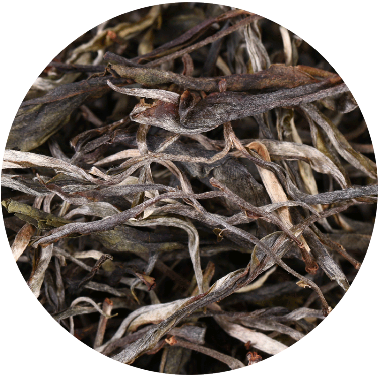 云茶天门山茶